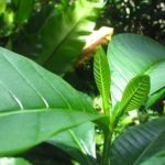 Voacanga africana - Image 3