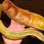 Inga feuillei<p>Ice Cream Bean</p> - Image 3