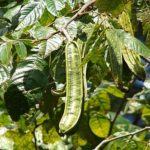 Inga feuillei<p>Ice Cream Bean</p> - Image 4