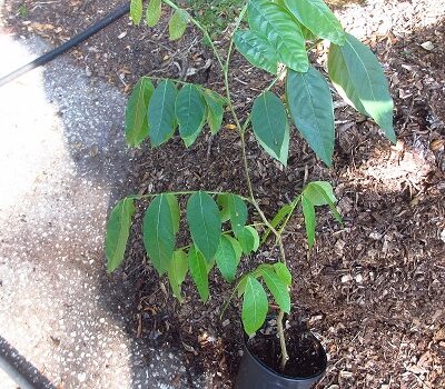 Inga feuillei<p>Ice Cream Bean</p>