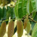 Inga feuillei<p>Ice Cream Bean</p> - Image 6