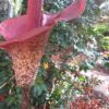 Amorphophallus konjac<p>wild type - Image 2