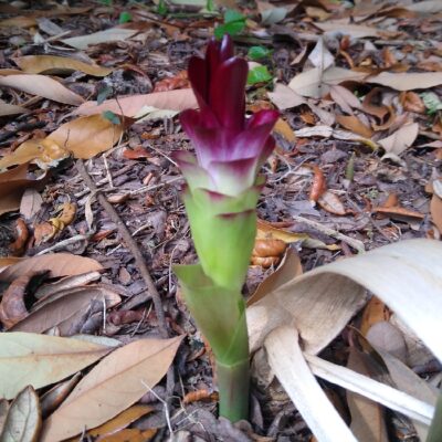 Curcuma zeodaria<p>Round White Turmeric