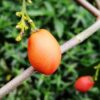Peanut Butter Fruit - Image 2