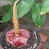 Amorphophallus henryi - Image 3