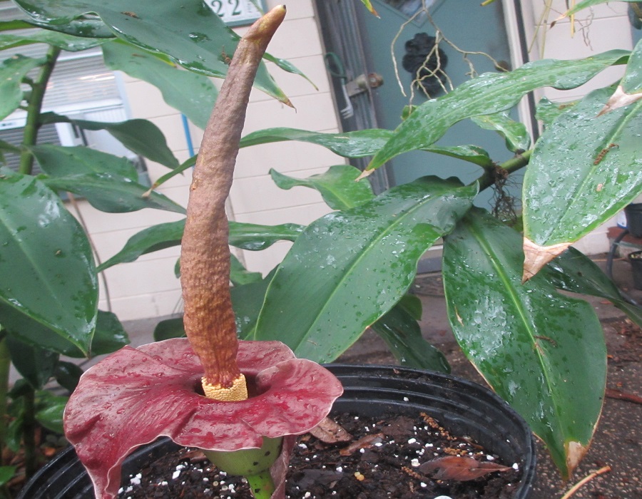 Amorphophallus henryi - Randy's Tropical Plants