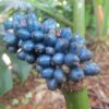 Amorphophallus henryi - Image 2
