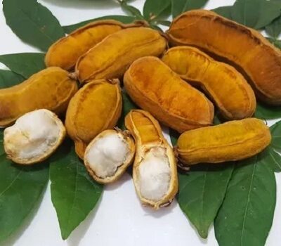 Inga vulpina<p>Dwarf Ice Cream Bean</p>