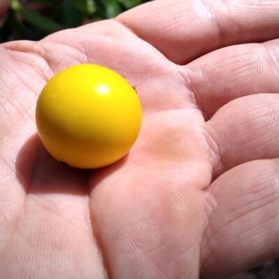 Garcinia brasiliensis<p>Brazilian Mangosteen<p>seedling