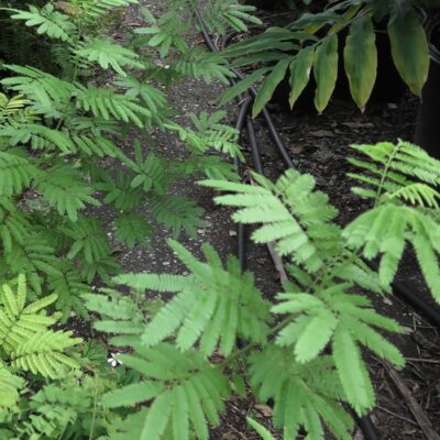 Mimosa hostilis live plant for sale